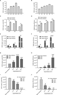 Comodulation of Dengue and Chikungunya Virus Infection During a Coinfection Scenario in Human Cell Lines